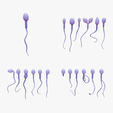 Sperm_Thumbnail.png Sperm Morphology: Normal and Abnormal