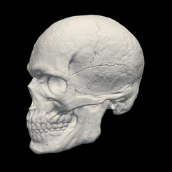 skull1.png Fichier STL Modèle 3d de crâne humain・Plan à imprimer en 3D à télécharger, blueshirt