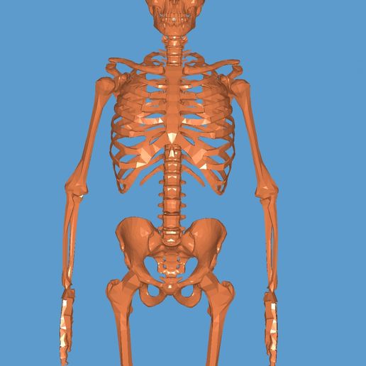 20220406_121454.jpg ESQUELETO 3D