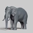 R02.jpg elephant pose 01