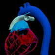2.png 3D Heart Anatomy with Codominance