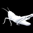 wire-3.jpg DOWNLOAD Grasshopper 3D MODEL - ANIMATED - INSECT Raptor Linheraptor MICRO BEE FLYING - POKÉMON - DRAGON - Grasshopper - OBJ - FBX - 3D PRINTING - 3D PROJECT - GAME READY-3DSMAX-C4D-MAYA-BLENDER-UNITY-UNREAL - DINOSAUR -