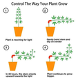 Plant-trainer-2.png Low stress plant trainer