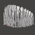ss.jpg Anatomy dental full arch