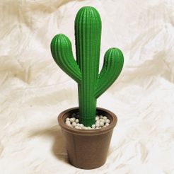 Cactus avec des pots