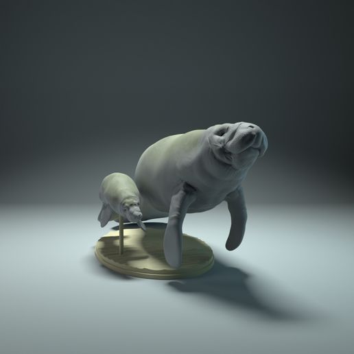 manatees.jpg Lamantin avec veau