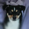 mangafan