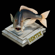 Dentex-trophy-18.png fish Common dentex / dentex dentex trophy statue detailed texture for 3d printing