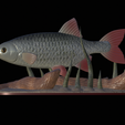 Perlin-4.png fish common rudd statue detailed texture for 3d printing