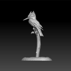 ki1.jpg Kingfisher - bird Kingfisher 3d model for 3d print