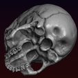 17.png Skull detailed