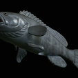 White-grouper-open-mouth-statue-70.png fish white grouper / Epinephelus aeneus open mouth statue detailed texture for 3d printing