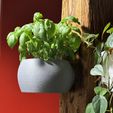 Wallmounted-Plant-Pot-Fuzzy-Skin.jpeg GreenLiving Made Simple: SpaceSave WallPlanters for HomeGarden