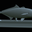 Greater-Amberjack-statue-37.png fish greater amberjack / Seriola dumerili statue detailed texture for 3d printing