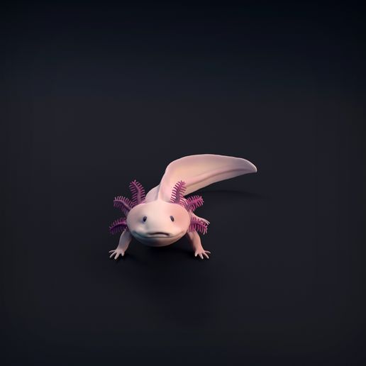 Axolotl_2.jpg 3D-Datei Axolotl・Design für den 3D-Druck zum Herunterladen, AnimalDenMiniatures