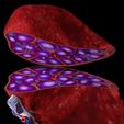 3d-spleen-anatomy-microscopy-labelled-3d-model-blend-10.jpg 3D Spleen Anatomy Microscopy Labelled 3D model