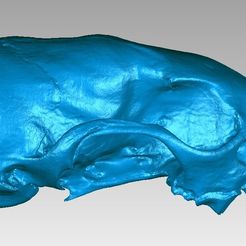 Skull.jpg STL-Datei Schädel eines Steinmarders (Martes foina) kostenlos・3D-druckbare Vorlage zum herunterladen
