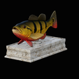 Peacock-Bass-statue-box-1-2-2.png fish Peacock bass (Cichla ocellaris) fish in motion base box for 3D printing