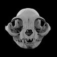 untitled.36.jpg Cat skull