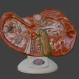 6.png 3D Spleen, Pancreas and Duodenum Anatomy Model