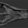 NNSRS_0000_Layer-20.jpg Dinosaur Skull - Nanosaurus