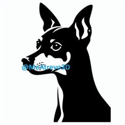 4.jpeg Pinscher nain #4