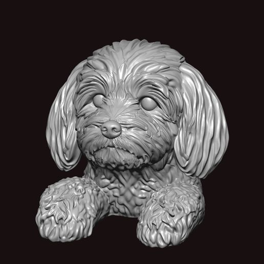 2a.jpg Собака породы хаванез в позе пики