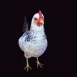 00.jpg CHICKEN CHICKEN - DOWNLOAD CHICKEN 3d Model - animated for Blender-Fbx-Unity-Maya-Unreal-C4d-3ds Max - 3D Printing HEN hen, chicken, fowl, coward, sissy, funk- BIRD - POKÉMON - GARDEN