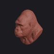 gorilla_0015.jpg Gorilla Head