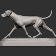 rhodesian-ridgeback-running16.jpg rhodesian ridgeback running 3D printed model