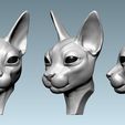 03.jpg Cat sphynx  Head