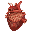 Heart_004.png Anatomical model of the human heart