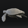 3.png Green sea turtle