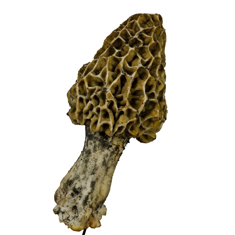 morel1-3.jpg STL-Datei morel mushrooms set of 5 herunterladen • 3D-druckbares Modell, eman1030b