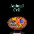 Animal-Cell-thumb.jpg Animal Cell