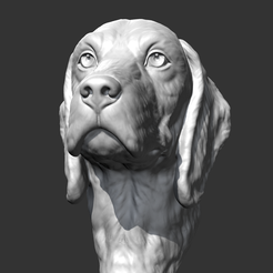 01.png STL-Datei Beagle Head V2 AM04 3D-Druckmodell・Design zum Herunterladen und 3D-Drucken