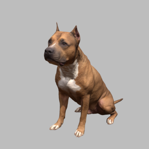 Pitbull 3D model