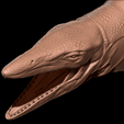Mosasaurus-h-matcap-4.png Mosasaurus hoffmanni 3D print model