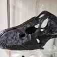 Diplodocus skull