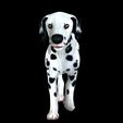 0_00009.jpg DOG - DOWNLOAD Dalmatian 3d model - Animated for blender-fbx- Unity - Maya - Unreal- C4d - 3ds Max - CANINE PET GUARDIAN WOLF HOUSE HOME GARDEN POLICE  3D printing DOG DOG