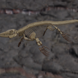 esqueleto.png Mosasaur Skeleton