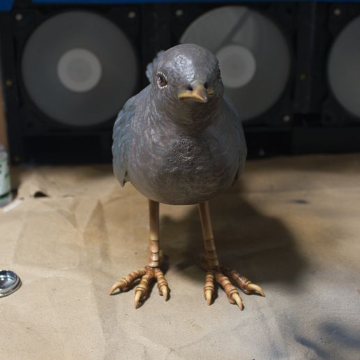 _MG_7263.jpg American Dipper Bird