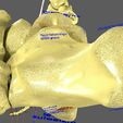 limbs-with-girdle-bones-name-parts-text-labelled-3d-model-9702fee7de.jpg Limbs With Girdle bones name parts text labelled 3D model