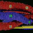 0022.png Chromosome genetic recombination blender 3d