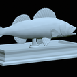 zander-statue-4-open-mouth-1-35.png fish zander / pikeperch / Sander lucioperca  open mouth statue detailed texture for 3d printing