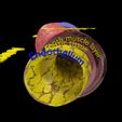 sig4.jpg Blood vessel artery vein structure labelled 3D model