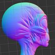 Grey-alien-G-2.jpg Grey alien bust G