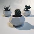 IMG_1987.jpg STL-Datei TRIO'PICAL・Design zum Herunterladen und 3D-Drucken