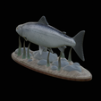 salmo-salar-1-4.png Atlantic salmon / salmo salar / losos obecný fish underwater statue detailed texture for 3d printing