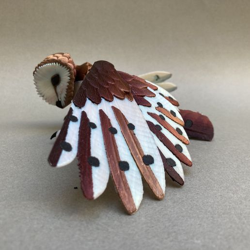 IMG_8979.jpg Schleiereule (Tyto alba)